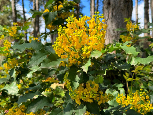 Traditionelle Verwendung von Barberry aus Mahonien