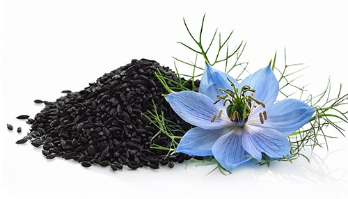 Blüte, Kraut und Samen des Schwarzkümmels, aus dem unser Öl gepresst wird Vor weissem Hintergrund sieht man die wunderschöne, hellblaue, siebenblättrige Blüte, das Kraut und die Samen des Schwarzkümmels