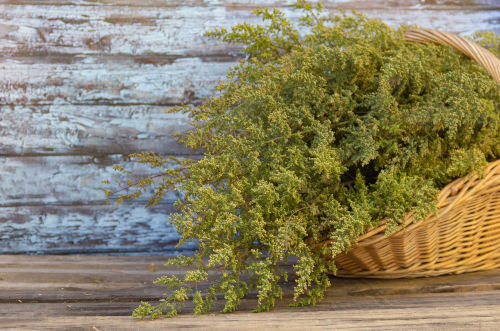 Artemisia annua Feinschnitt frei von Zusatzstoffen