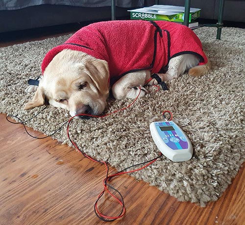 Ein cremefarbener, schlafender Hund mit rotem Pulli liegt auf einem beigen Teppich, mit Kabeln angeschlossen an den Zapper