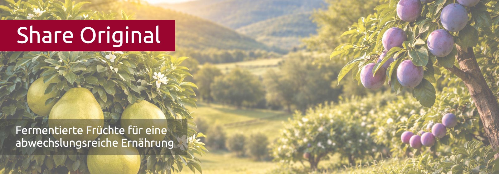 Blick über eine grüne Landschaft, im Vordergrund ein Baum mit lila Pflaumen und ein Baum mit gelben Pomelos