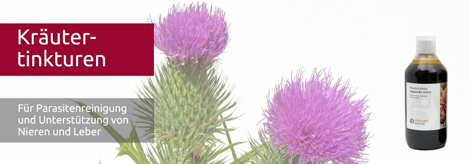 eine violett blühende Mariendistel und rechts eine braune Glasflasche mit Kräuter-Tinktur Juglandis