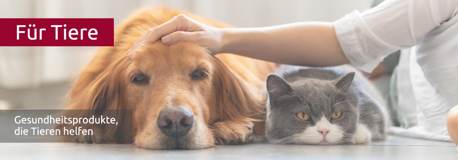 Ein hellbrauner Hund und eine grau-weisse Katze liegen einträchtig nebeneinander, der Hund wird von Menschenhand gestreichelt