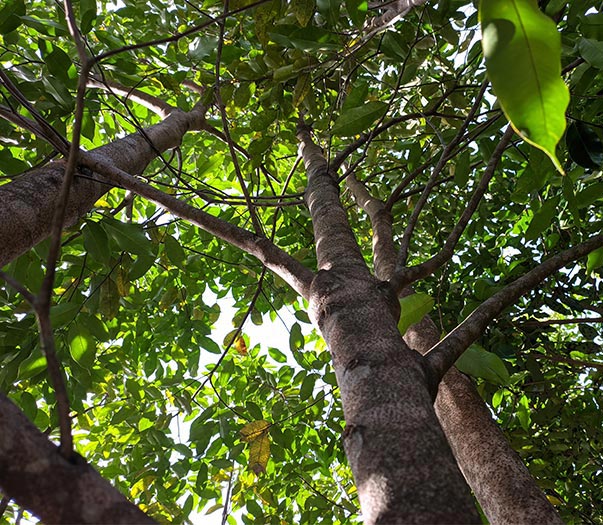 Adlerholz-Baum in Vietnam Drei Baumstämme von unten gesehen, mit dichten grünen Baumkronen