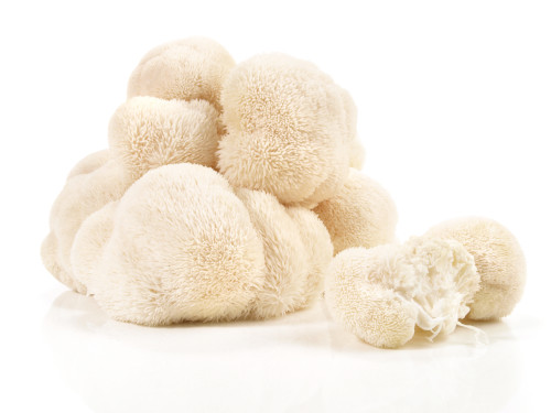 Vitalpilze Anwendung und Dosierung Vitalpilze anwenden und dosieren