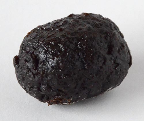 Vor grauem Hintergrund eine schwarze, eiförmige Frucht mit rauer Oberfläche: das ist die Share Pflaume Pomelozzini