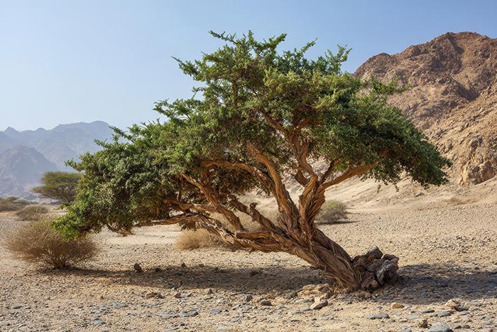 Myrrhe aus dem Jemen gilt als eine der besten der Welt Der Myrrhebaum: Ein vom Wind schräg gewehter, knorriger Baum mit grünen, kleinen Blättern inmitten einer Bergwüste