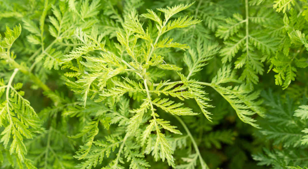 Alles zur Wirkung von Artemisia annua – Titelbild
