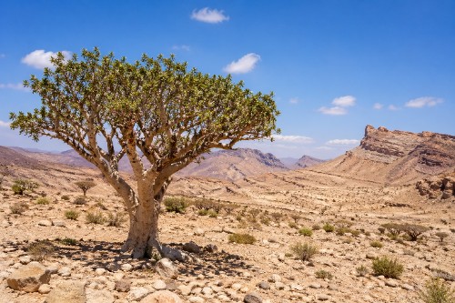 Myrrhebaum Wüstenlandschaft