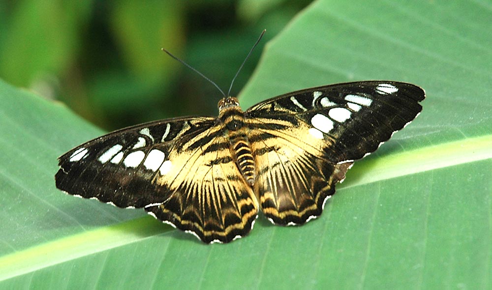 Vor gruenem Hintergrund sitzt ein gelb-schwarz gepunkteter Schmetterling