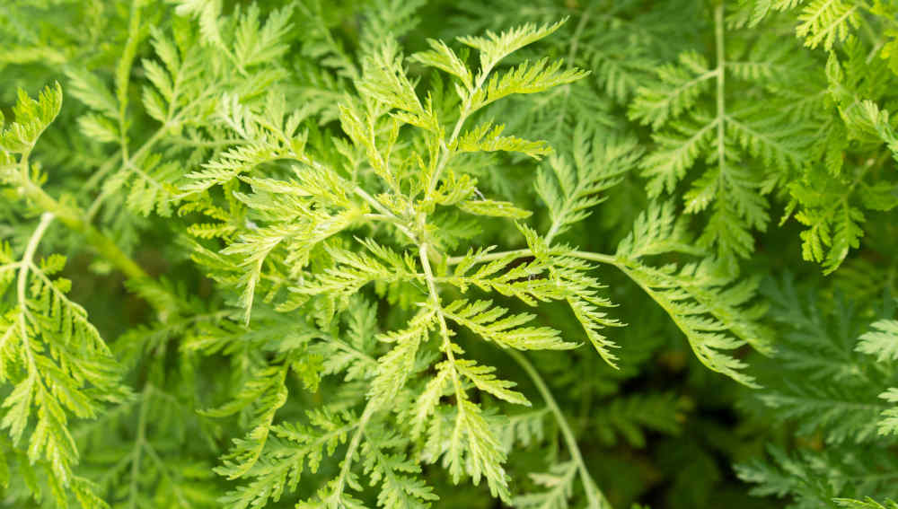 Alles zu den Wirkungen von Artemisia annua – Titelbild