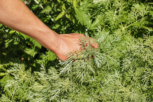 Artemisia annua Tee kaufen aus Anbau in Europa Anbau von Artemisia annua Tee