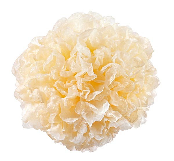 Der Vitalpilz Tremella Man sieht den weiss-gelben, schwammartigen Heilpilz Tremella vor weissem Hintergrund