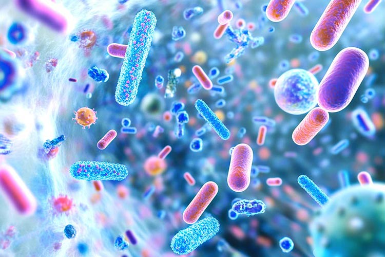 Ein gesunder Darm enthält Milliarden verschiedener Bakterien, die sehr wichtig für die Gesundheit sind Das innere des Darms mit zahlreichen, verschiedenen Bakterien in blau- und Rosatönen