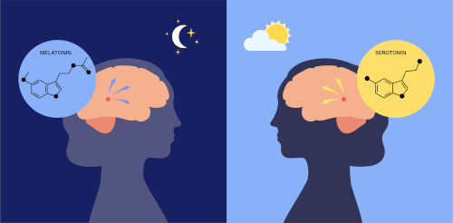 Die Zirbeldrüse produziert Melatonin für unseren Schlaf Regulierung des Tag-Nacht-Rhythmus durch die Zirbeldrüse