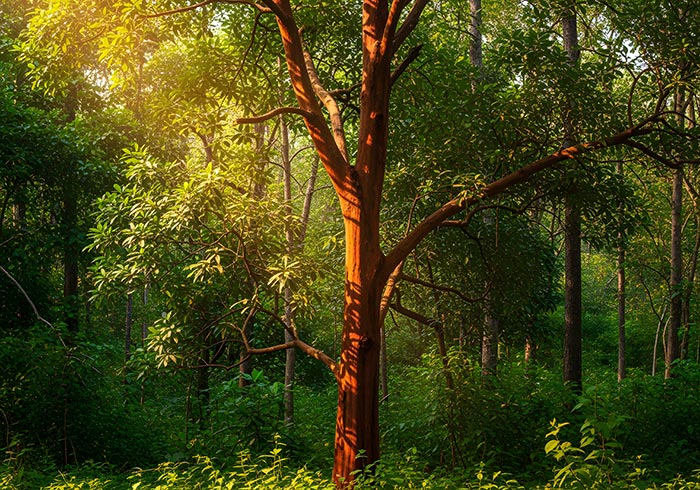 Ein Baum mit rötlichem Stamm und Ästen steht vor grünem Urwald, von links leuchtet die Sonne hinein
