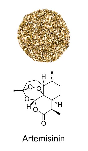 Oben ein hellbrauner Kreis aus Artemisia annua Tee, unten die chemische Formel von Artemisinin