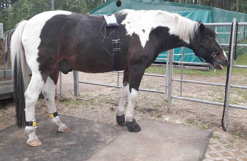 Ein Pferd hat einen Frequenz Zapper auf den Rücken geschnallt, der mit zwei 
Fussgelenk-Manschetten an den Fesseln des Tieres verbunden ist