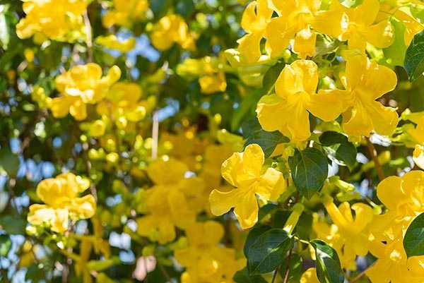 Man sieht einen Baum mit wunderschönen gelben Blüten