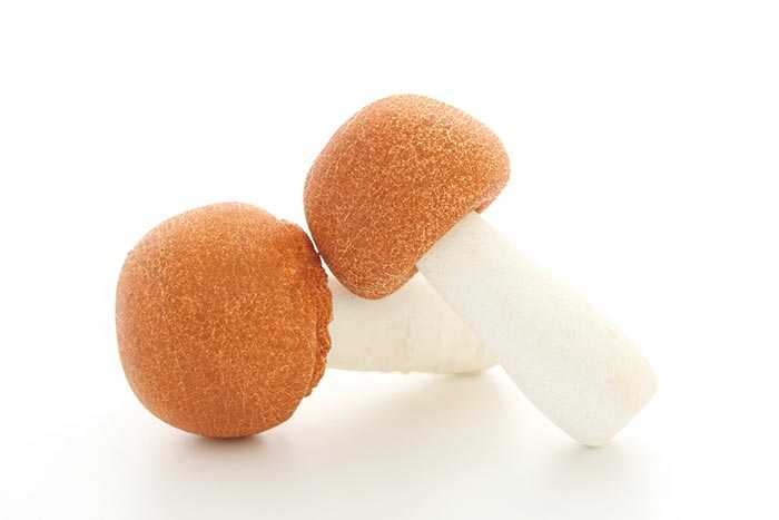 Der Vitalpilz Agaricus blazei Murill Man sieht zwei Pilze mit weissem Stiel und brauner Kappe - liegend vor weissem Hintergrund