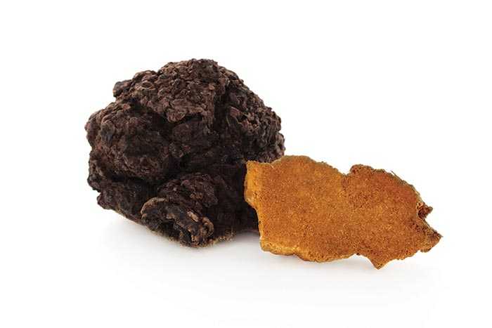 Der Vitalpilz Chaga wächst auf Birken Man sieht einen dunkelbraunen und einen hellbraunen Schwammpilz