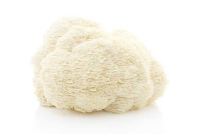 Man sieht einen weissen Schwamm, der aus vielen kleinen weissen Fäden besteht - das ist der Affenkopfpilz Hericium