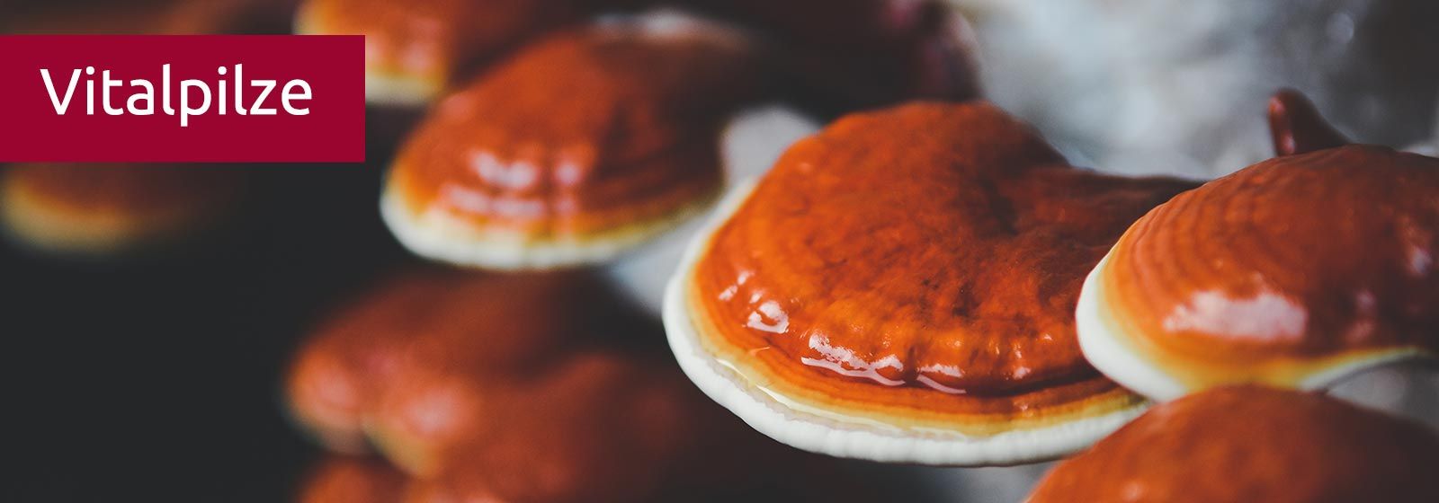 Ein Reishikultur: orangebraune Scheiben mit weissem Rand wachsen dicht aneinander