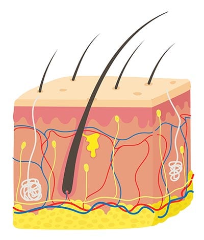 Zeichnung der Hautschichten mit Äderchen und Haarfolikel - echtes Magnesiumöl kann tief in diese Schichten gelangen