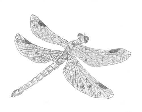 Bleistift-Zeichnung einer Libelle