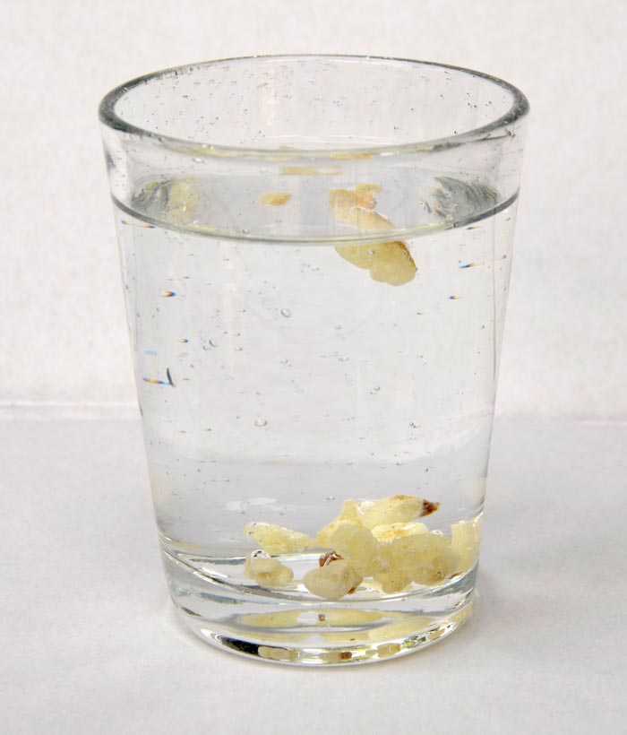 Ein Glas mit Wasser, in dem weisse Weihrauch-Stücke schwimmen