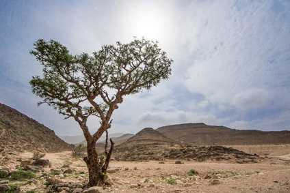 Knorriger Weihrauchbaum steht einsam in der Wüste des Oman
